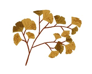 Wall Mural - Autumn decorative tree branch with leaf. Fall twig of foliage plant. Leaves of adiantum. Modern botanical flat vector illustration of maidenhair fern isolated on white background