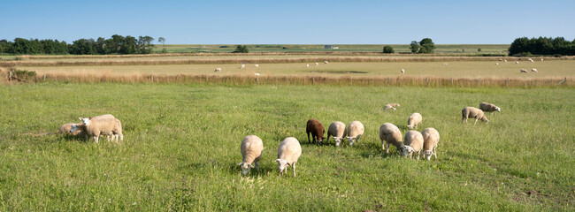 Wall Mural - sheep in green meadow under blue sky on dutch island of texel in summer