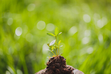 Sticker - Young plant growing in garden