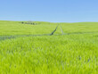 Green farm, panoramic view of farmland, crop of wheat on field, spring landscape