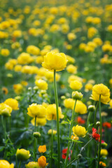 Wall Mural - Close up view of a mountain meadow overgrown with yellow wild peonies