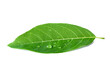 Close up of water drops on green leave and white backgrounds.