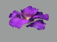 Violet Flower Isolated