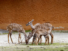 Herd Of Lesser Kudu, Tragelaphus Imberbis, Graze On The Rest Of The Grass