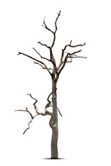 Wall Mural - Dead tree isolated on a white background, clipping  path.