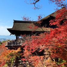 Kyoto Autumn - Japanese Landmark
