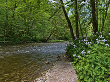Beautiful View Of River With Clear Water In Popular Wutach Gorge ("Wutachschlucht"), Southern Black Forest, Germany On Sunny Day In Spring Season With Dense Green Vegetation And White Flowers.