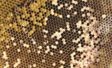 Poster - A close-up shot of a honeycomb is perfect for background applications.