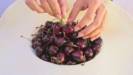 Wall Mural - hands placing a bunch of cherries in a basket