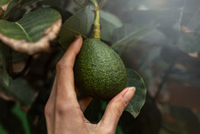 Woman's Hand Picking Fresh Hass Avocado Ripening On A Tree. Green Leaves And Branches On Background. Organic Fruit Agriculture In Gran Canaria, Canary Islands, Spain. Healthy Eating, Detox And Diet.