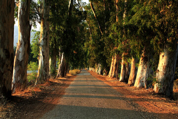 Wall Mural - path in the park