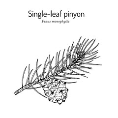 Wall Mural - Single-leaf pinyon Pinus monophylla , state tree of Nevada