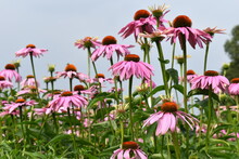 Echinacea Magnus Is A Sun-loving Perennial Which Features Giant Flowers With Rosy Purple Petals Well Known For Attracting Pollinators Like Bees Butterflies​ Moths And Having Seeds For The Garden Birds