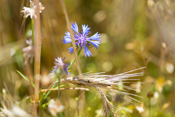 Beautiful wildflowers cornflowers