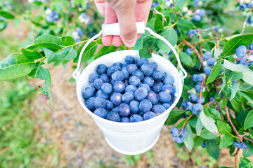 Sticker - Bucket of blueberries in the field