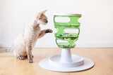 Fototapeta Koty - Devon Rex cat plays with smart toy Green color food tree - which stimulates instinct by enticing feline to work for the food. Cat feels curios,  active and entertained. Home interior background