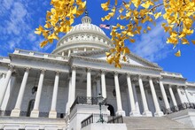 US Capitol In Washington D.C. - Autumn Leaves Seasonal View.