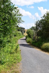 Poster - Sumpfweg zwischen zwei Schilfseen