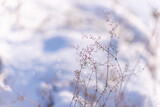 Fototapeta Tulipany - grass in the snow, snow cold grass blue 