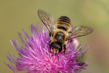 Red mason bee (Osmia rufa)