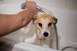 perro marrón y blanco en la ducha bañándose