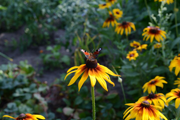 Wall Mural - Peacock butterfly on a yellow flower in a summer garden on a sunny day