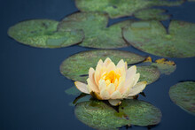 Yellow Water Lily In A Pond With Green Lily Pads 