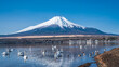 Swan With Lake Fuji Mountain Scenery 
