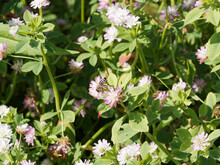 Trèfle De Perse Ou Trèfle Renversé - Trifolium Resupinatum - Plante Jachère, Mellifère Riche En Nectar Aux Fleurs à Odeur Suave Attirant Les Abeilles
