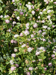 Canvas Print - (Trifolium resupinatum) Trèfle de Perse à tiges ramifiées au nombreux capitules de petites fleurs colorées, plante fourragère cultivée pour pâture, foins ou jachères