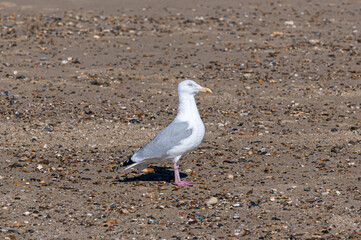 Wall Mural - Sea gull on a pebble beach