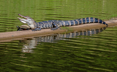 Sticker - Alligator and a Turtle together