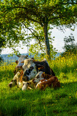 Fotomurales - Animal ferme vache 577