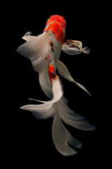 Wall Mural - Koi fish Gold isolated on black background
