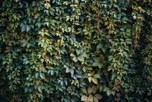 Green And Orange Leaves Of Virginia Creeper (Parthenocissus Quinquefolia) Natural Background, Green Ivy Wall