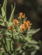 Closeup shot of butterfly weed (Asclepias tuberosa)