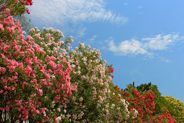 Wall Mural - bright turkish flowers on the shores of the mediterranean sea