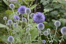 Globe Thistle Thornbush Flower Head.Bumblebee Pollinating Blue Spherical Flower Head Of Echinops Commonly Known As Globe Thistles.