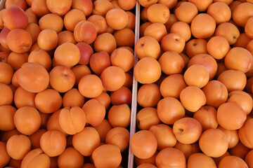 Wall Mural - Ripe organic apricots at the market