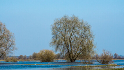 Flooded trees during a period of high water. Trees in water. Landscape with spring flooding of Pripyat River near Turov, Belarus.