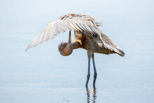 A Reddish Egret (Egretta Rufescens) Preens Its Wings In The Water At Ding Darling National Wildlife Refuge, Florida, USA