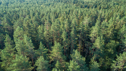 Aufkleber - Summer warm sun light forest aerial view as summer background, view from above