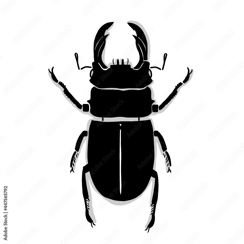 Japanese Insect Drawing Japanese beetle illustration. Hand drawn sketch. Japanese insects and ...