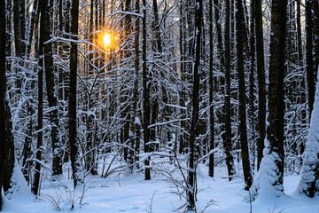 Canvas Print - Winter landscape with the image of wood at sunset