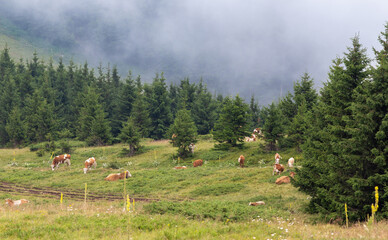 Poster - Simmental cattle grazing on mountains