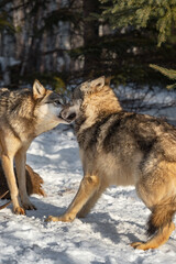 Naklejka na meble Grey Wolf (Canis lupus) Sniffs Submissive Packmate Winter