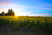 A Small Ranch Home In A Wide Field Of Sunflowers Under A Colorful Sunset Near Deerk Park, In The Spokane, Washington, USA Area.