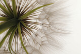 Fototapeta Dmuchawce - Beautiful fluffy dandelion flower on white background, closeup