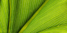 A Stunning Rich Luminous Bright Yellow - Green Pattern Created By A Macro View Of The Veins And Cellular Structure Of A Tropical Leaf. Beautiful Natural Organic Design. Natures Perfection.