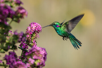 Wall Mural - hummingbird feeding on flower